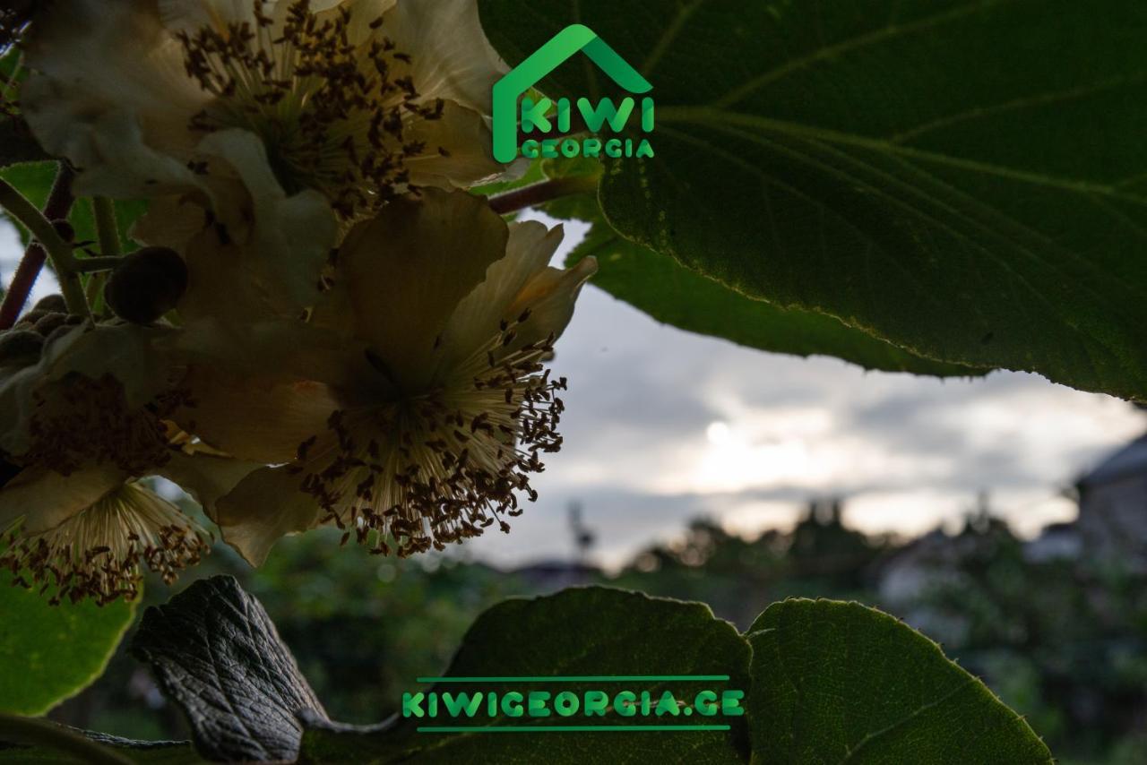 Kiwi Georgia Villa Koboeleti Buitenkant foto